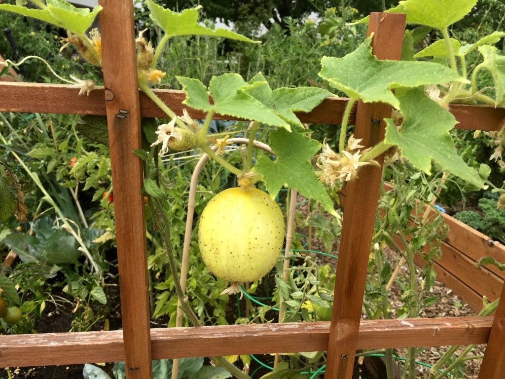Lemon Cucumber Seeds To Grow Exotic Vegetable