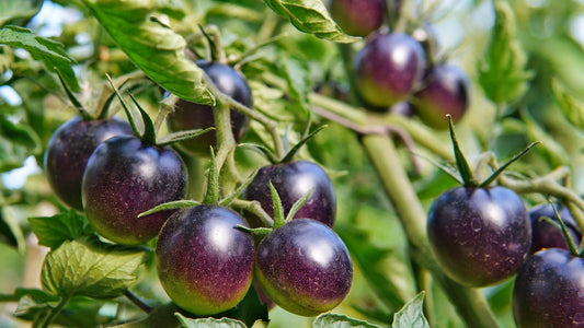Blue Keyes Tomato Solanum Lycopersicum – Hardy Vegetable Garden Seeds