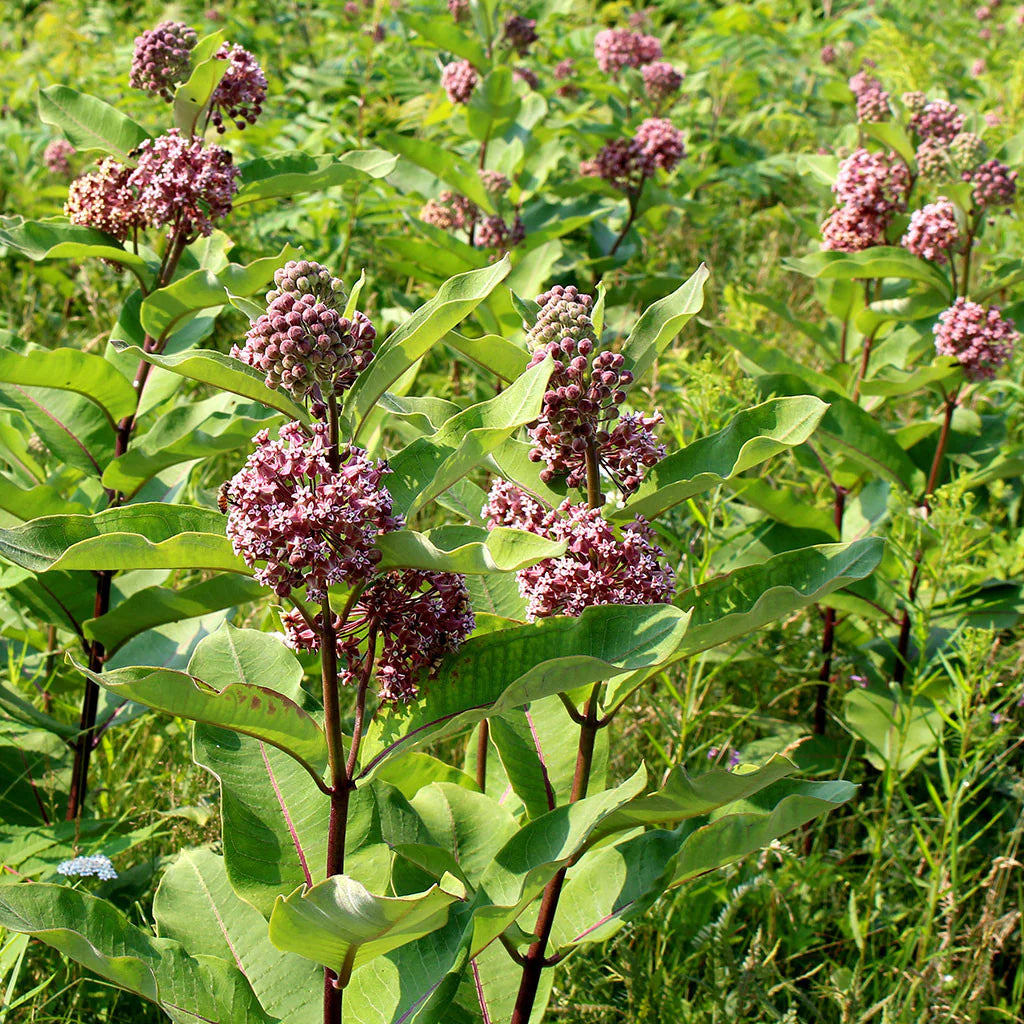 Common Milkweed – Native Wildflower Garden Seeds