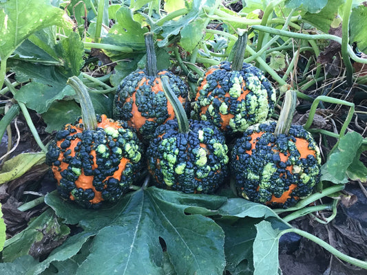 Warty Gnome Mini Pumpkin Seeds for Planting