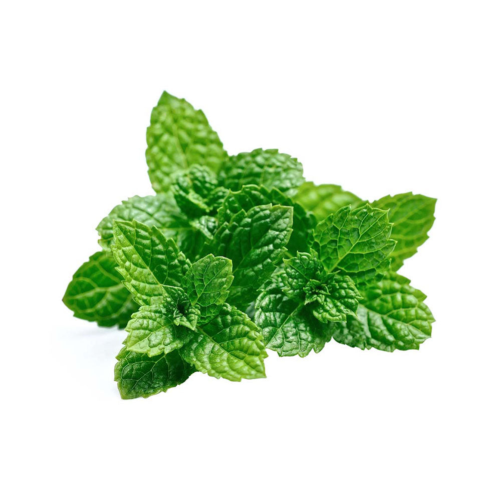 Peppermint (Mentha × piperita) Herb Seeds for Planting – Aromatic Mint Variety for Home Gardens