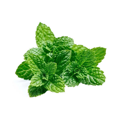 Peppermint (Mentha × piperita) Herb Seeds for Planting – Aromatic Mint Variety for Home Gardens