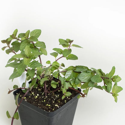 Chocolate Mint (Mentha Piperita Citrata) Seeds for Planting – Aromatic Garden Herb