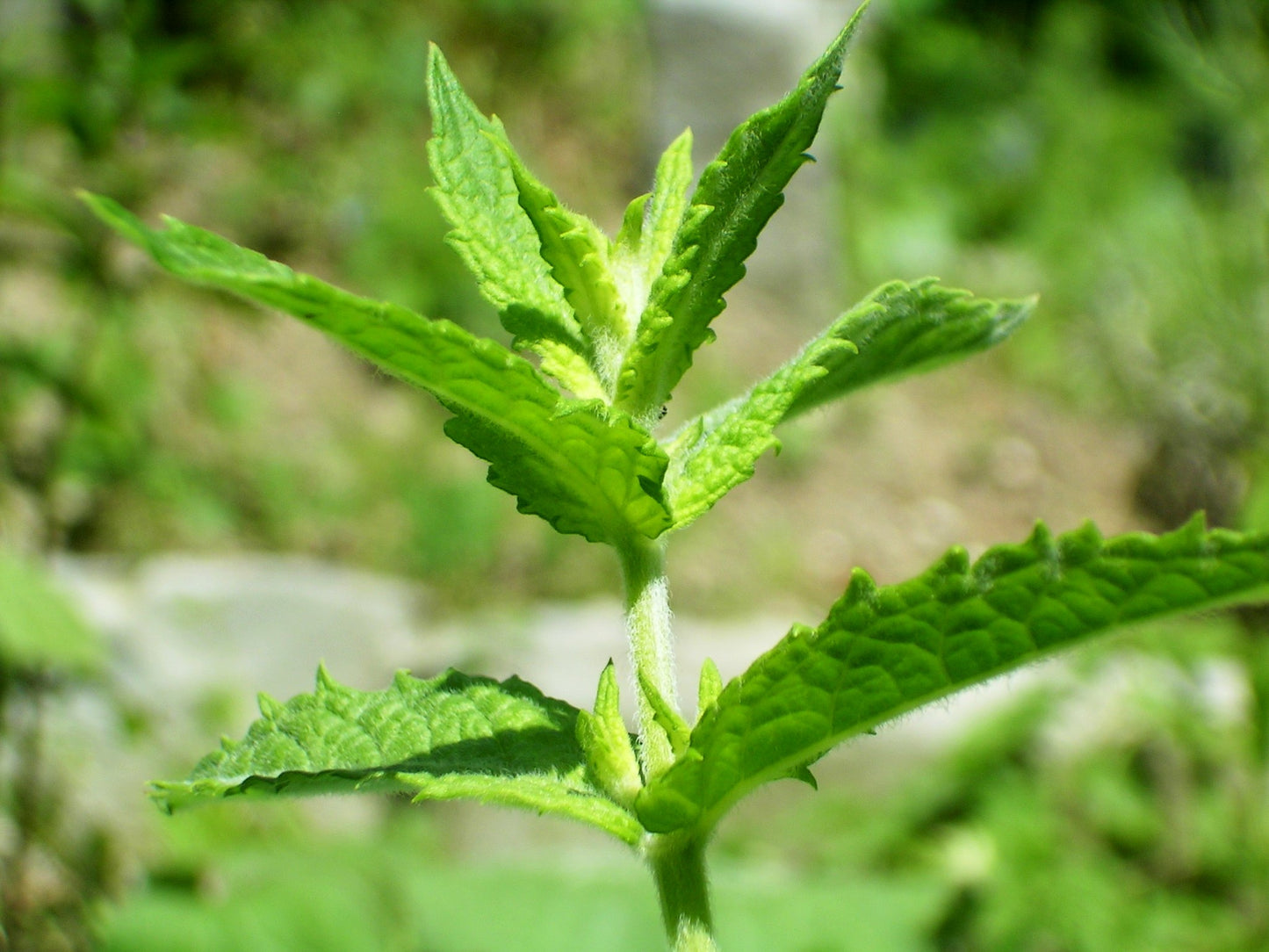 Spearmint Mentha Spicata – Edible Herb Garden Seeds