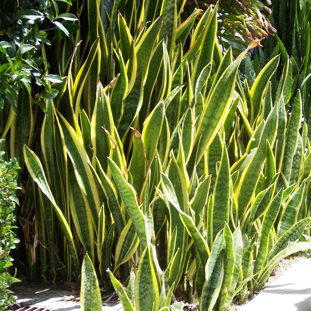 Sansevieria Trifasciata Seeds Snake Plant Air Purifying & Low Maintenance Indoor Plant