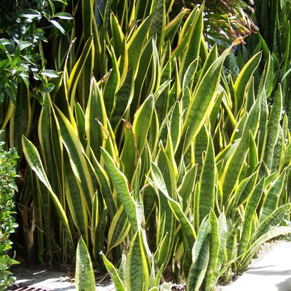 Sansevieria Trifasciata Seeds Snake Plant Air Purifying & Low Maintenance Indoor Plant