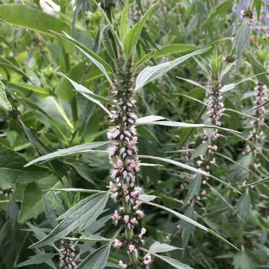 Motherwort Leonurus Cardiaca – Perennial Herb Flower Seeds