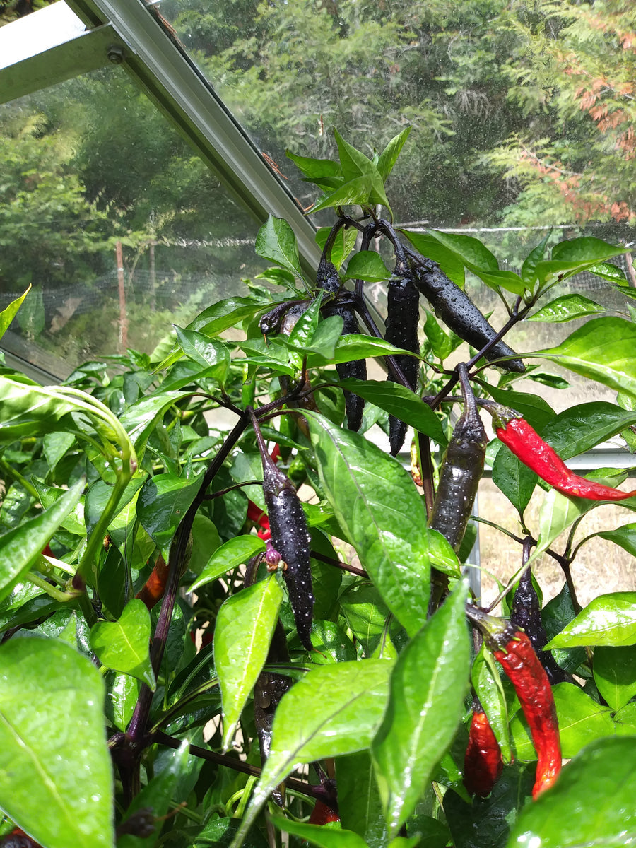 Murasaki Purple Pepper – Heirloom Vegetable Garden Seeds