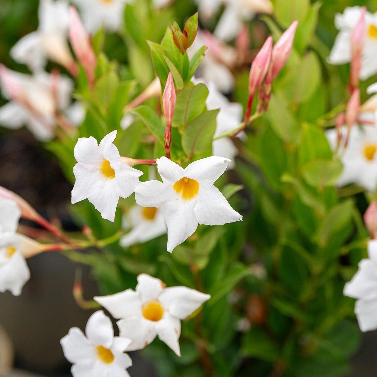 My Fair Lady Dipladenia Elegant Pink Mandevilla Vine Long-Lasting Tropical Blooms