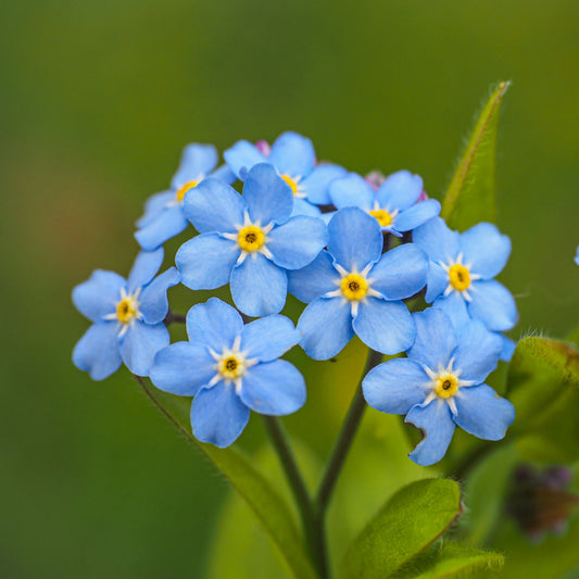Forget Me Not Myosotis – Colorful Perennial Wildflower Seeds