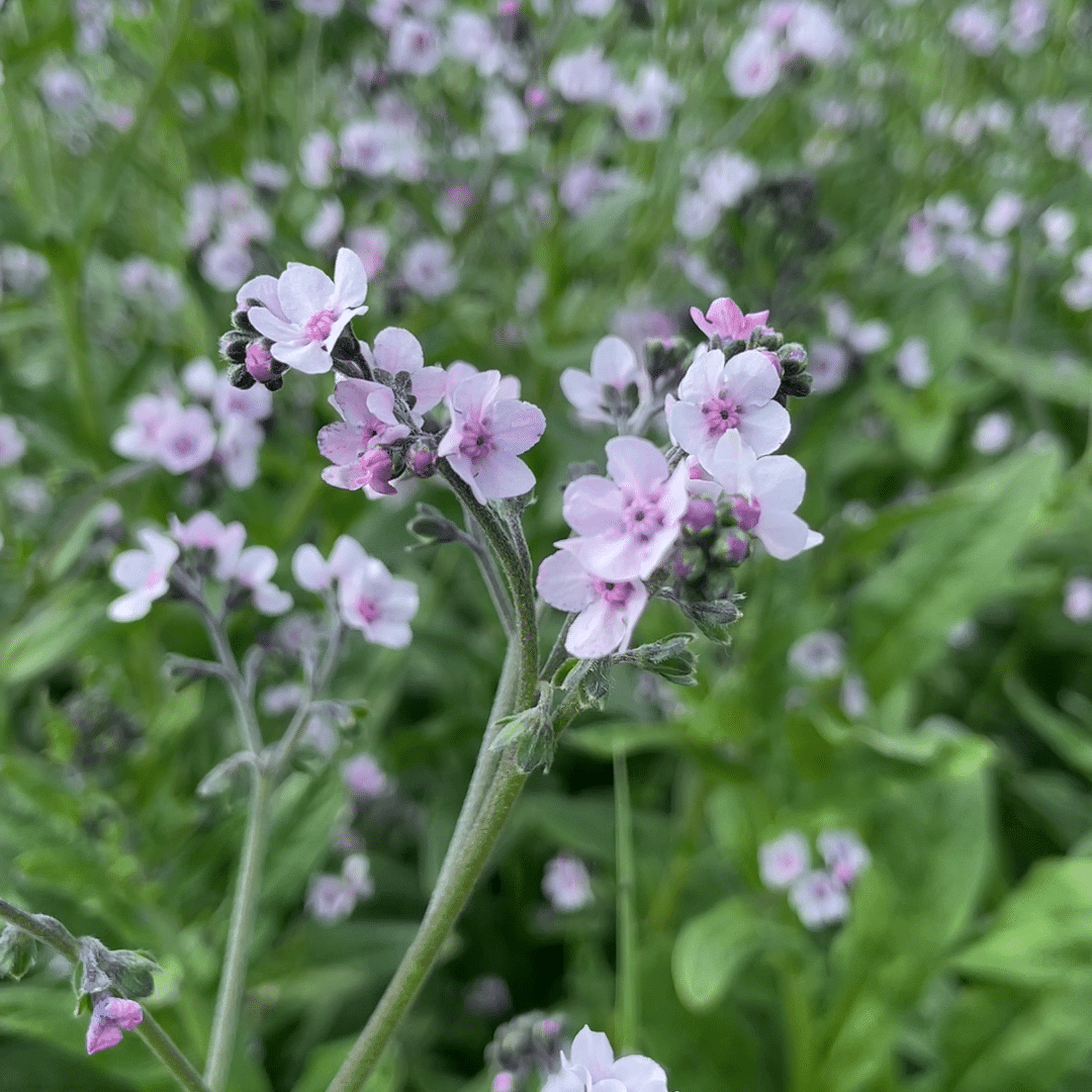 Forget Me Not Cynoglossum Amabile – Chinese Mystic Pink Flower Seeds