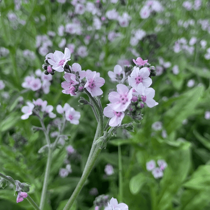 Forget Me Not Cynoglossum Amabile – Chinese Mystic Pink Flower Seeds