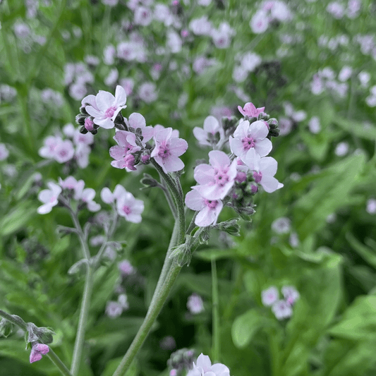 Forget Me Not Cynoglossum Amabile – Chinese Mystic Pink Flower Seeds