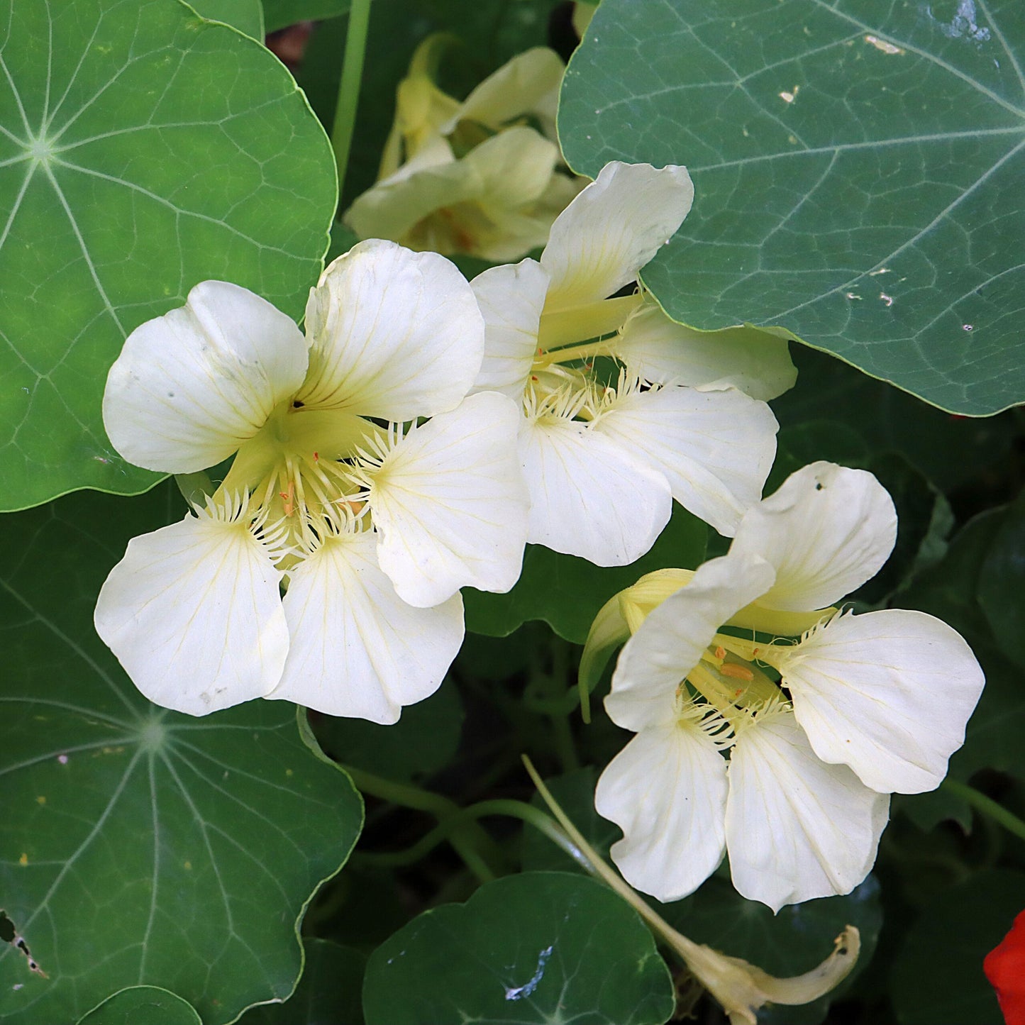Nasturtium Creamy White – Annual Flower Seeds