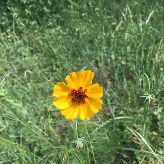 Greenthread Thelesperma – Colorful Wildflower Garden Seeds