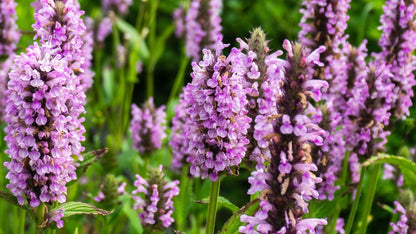 Catmint Pink Cat Nepeta Nervosa – Fragrant Garden Flower Seeds