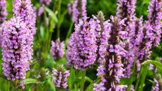 Catmint Pink Cat Nepeta Nervosa – Fragrant Garden Flower Seeds