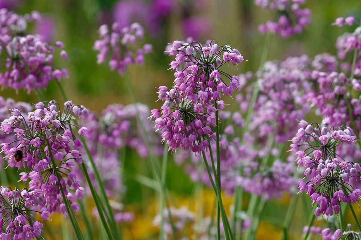Nodding Onion Allium Cernuum – Pink Garden Vegetable Seeds