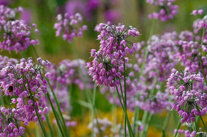 Nodding Onion Allium Cernuum – Pink Garden Vegetable Seeds