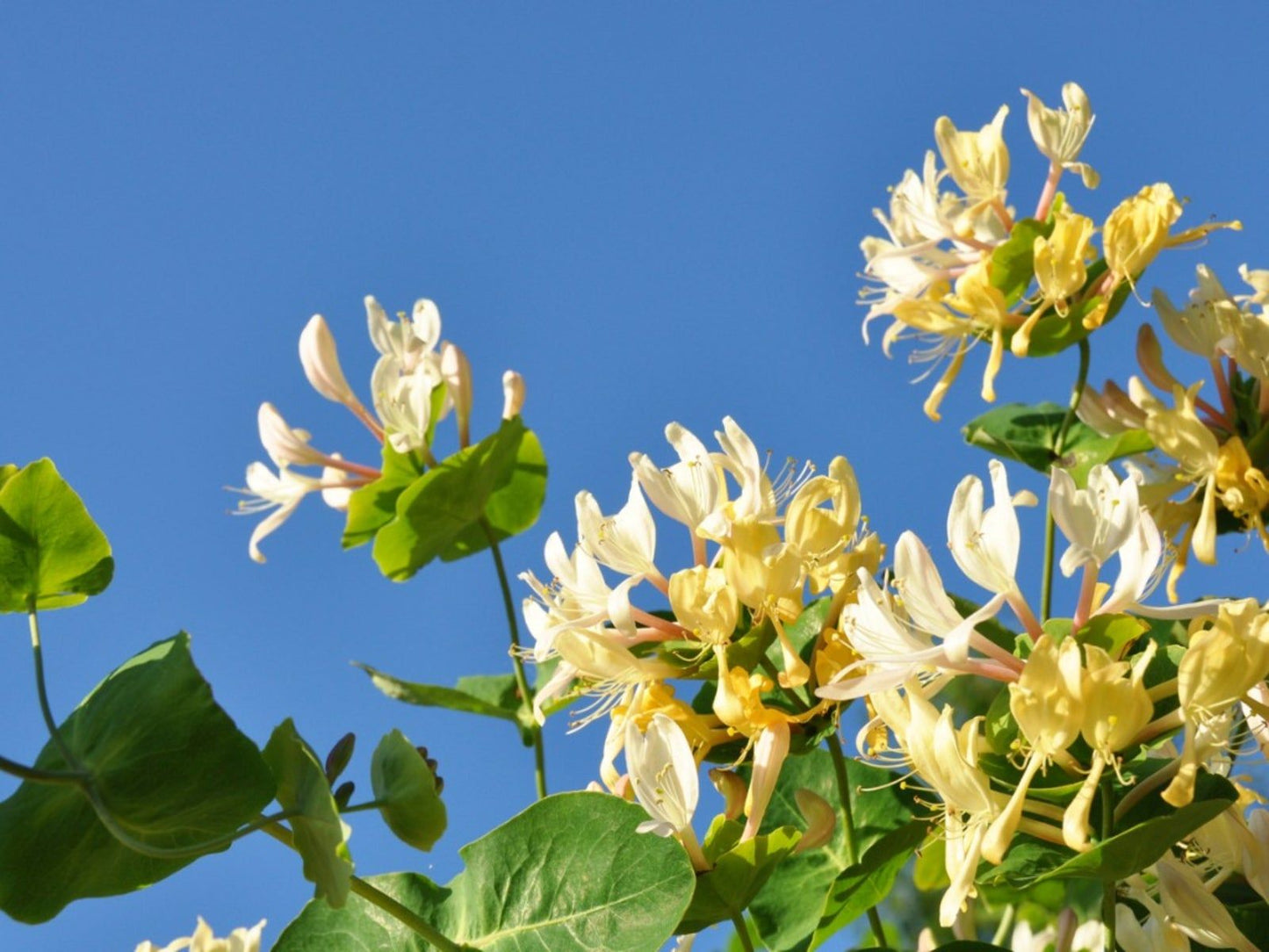 Fly Honeysuckle – White Perennial Climbing Flower Seeds