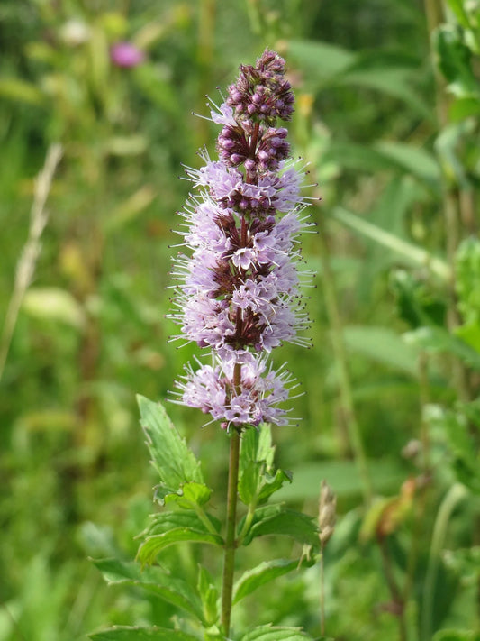 Spearmint Mentha Spicata – Fragrant Herb Seeds