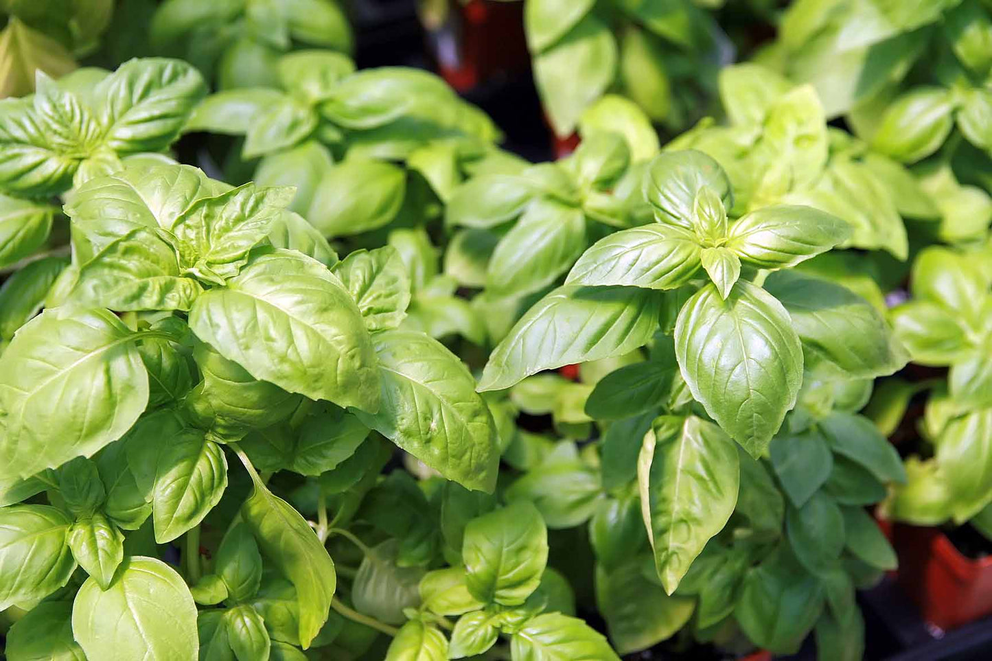 Basil Lemon Ocimum Basilicum – Aromatic Culinary Herb Garden Seeds