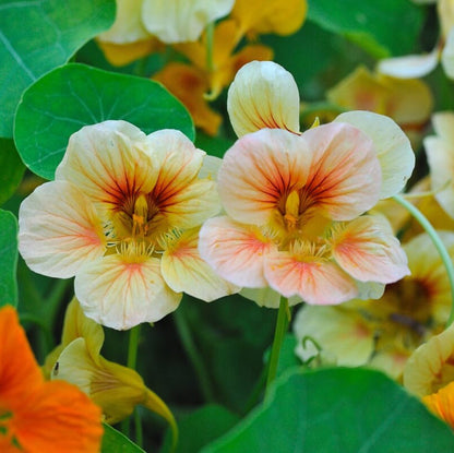 Nasturtium Creamy White – Annual Flower Seeds