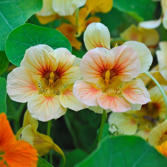Nasturtium Creamy White – Annual Flower Seeds