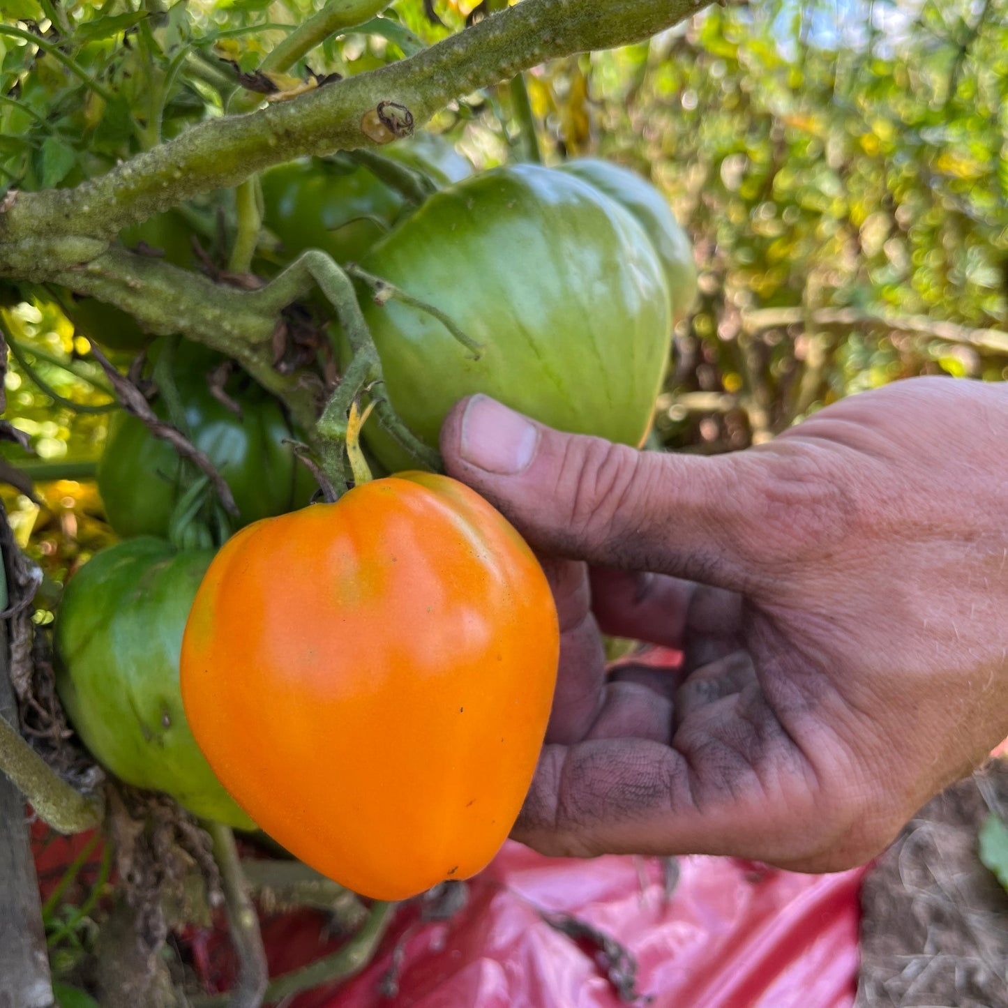 Orange Strawberry Heirloom – Historical Vegetable Garden Seeds