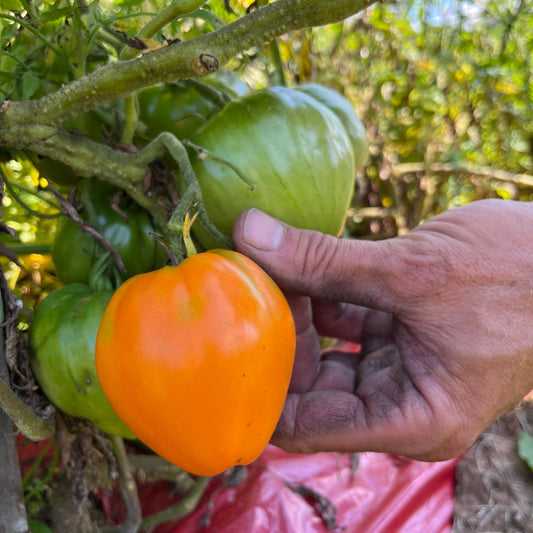 Orange Strawberry Heirloom – Historical Vegetable Seeds