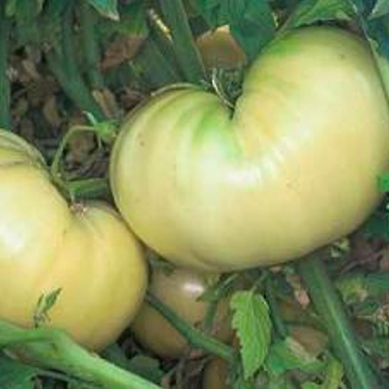 Great White Tomato – Garden Vegetable Seeds