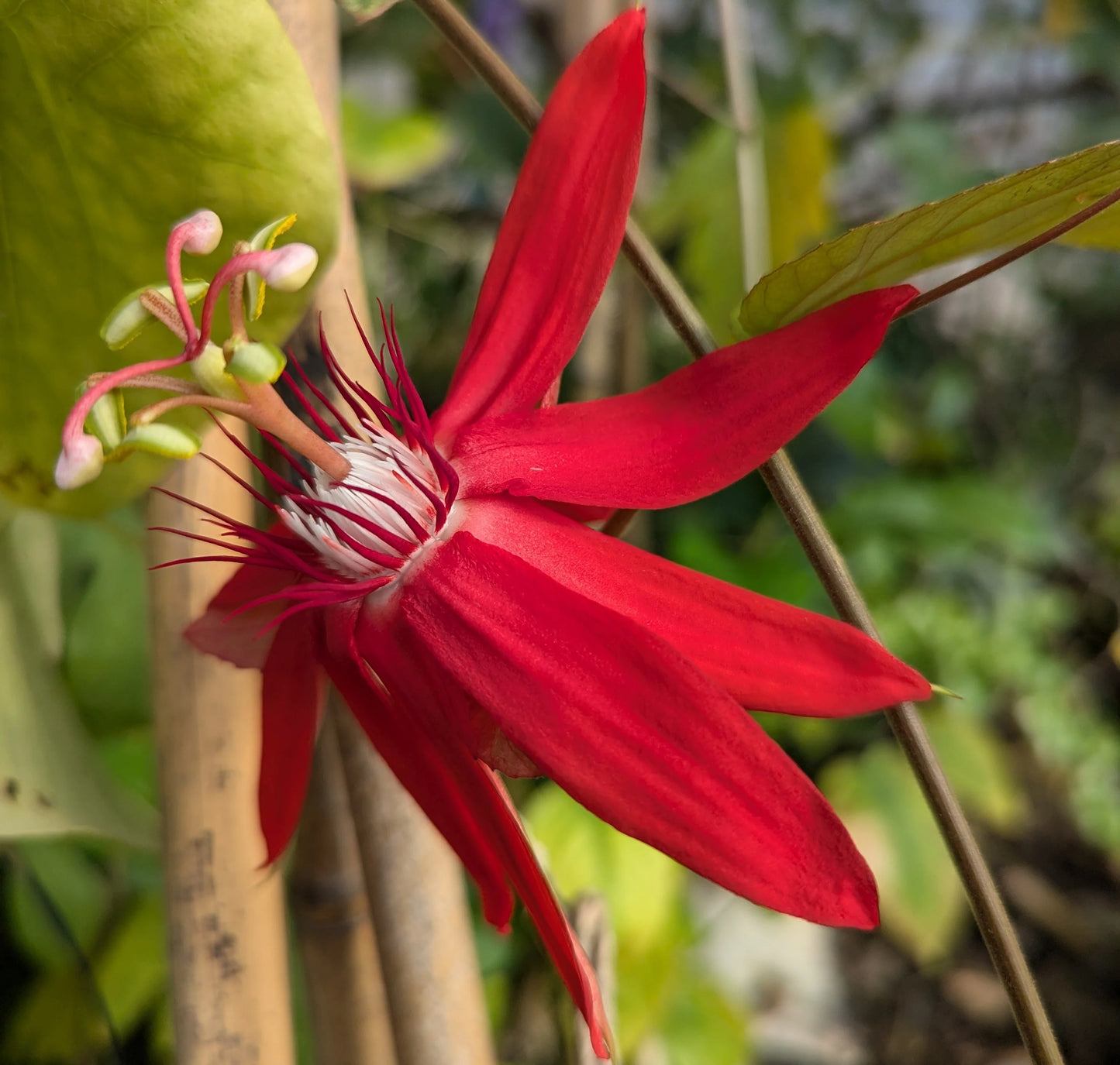 Passiflora vitifolia Seeds – Scarlet Passion Flower, Heirloom, Non-GMO, Tropical Climbing Vine