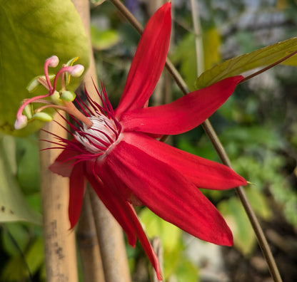 Passiflora vitifolia Seeds – Scarlet Passion Flower, Heirloom, Non-GMO, Tropical Climbing Vine
