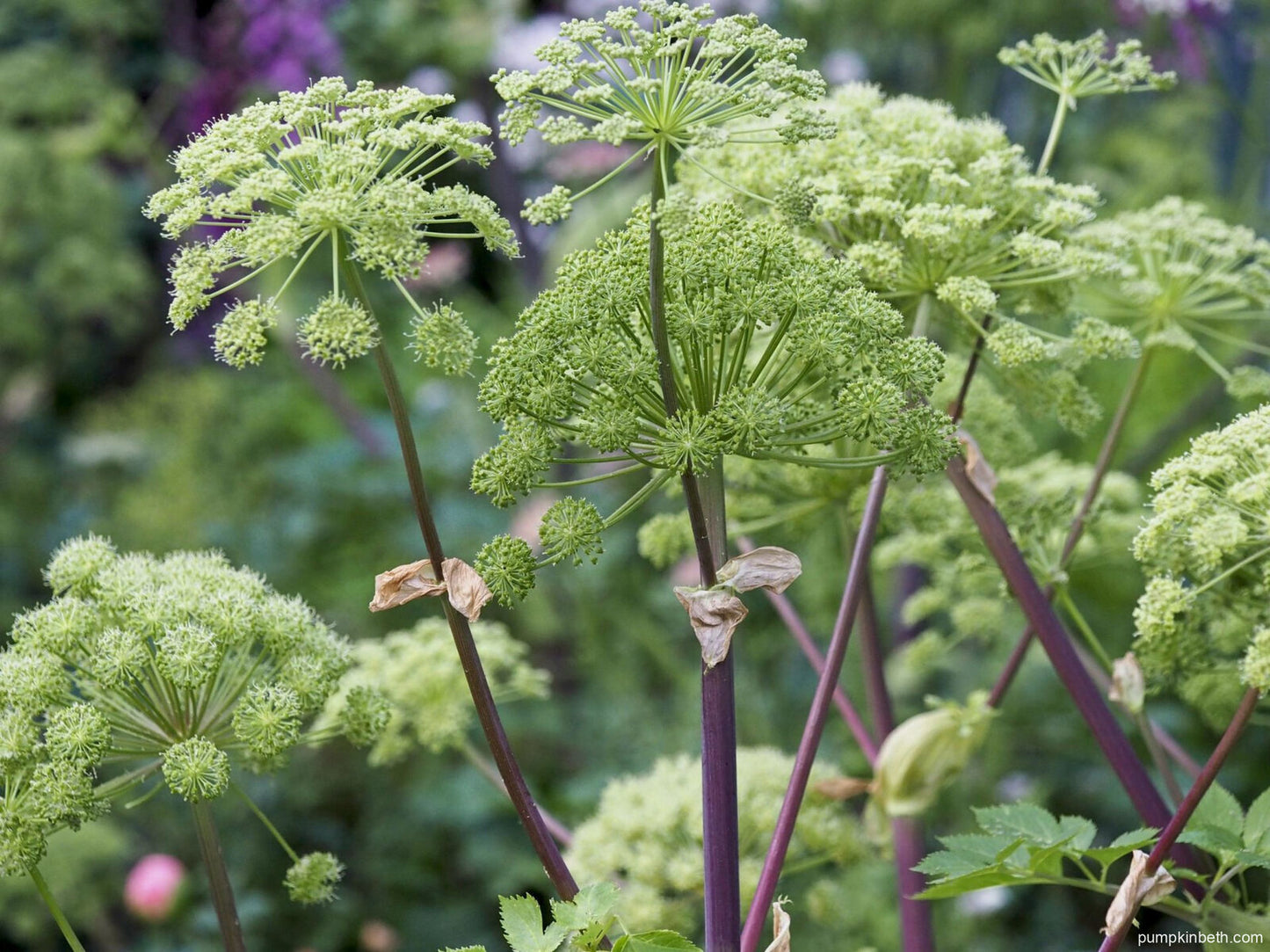 Angelica Archangelica – Perennial Herb and Flower Garden Seeds