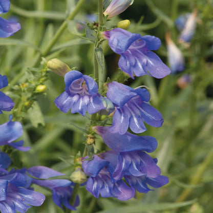 Penstemon Heterophyllus Blue – Perennial Flower Seeds
