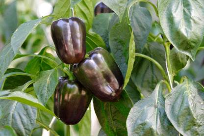 Chocolate Beauty Sweet – Garden Vegetable Seeds