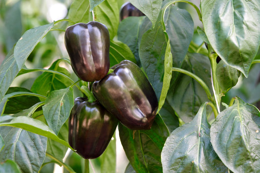 Chocolate Beauty Sweet – Garden Vegetable Seeds