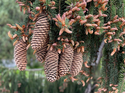 Norway Spruce Picea Abies – Evergreen Tree Seeds