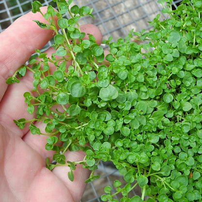 Mentha Requienii Seeds – Corsican Mint Creeping Herb for Groundcover