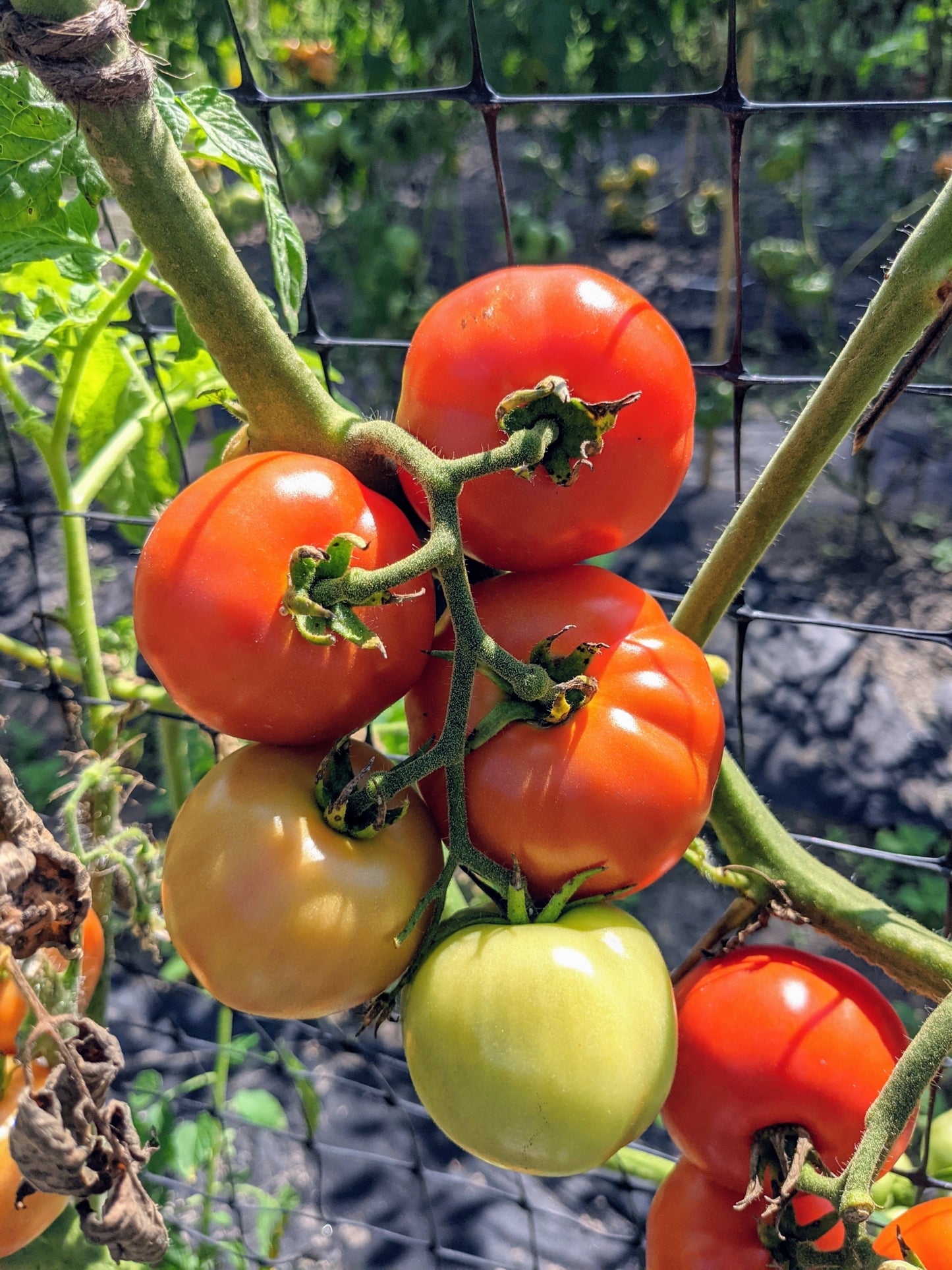 Polbig Red Slicer Tomato – Heirloom Vegetable Garden Seeds