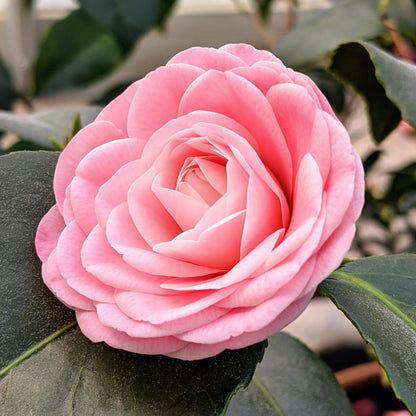 Camellia sinensis ‘Rosea’ – Soft Pink Flower Form Plant