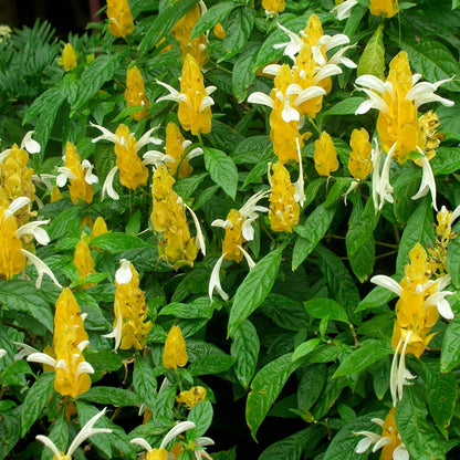 Pachystachys Lutea Seeds Golden Shrimp Plant Exotic Yellow Flowering Ornamental