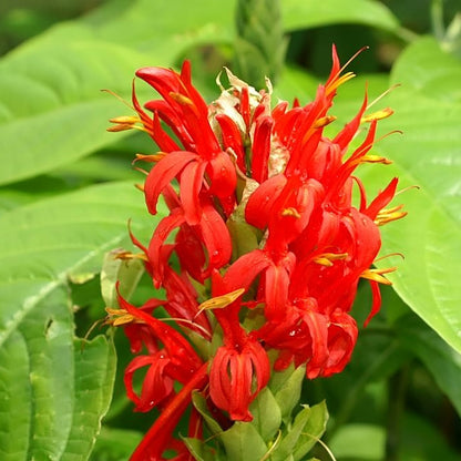 Pachystachys Red Lutea Ornamental Flower Seeds – Tropical Decorative Blooms for Planting