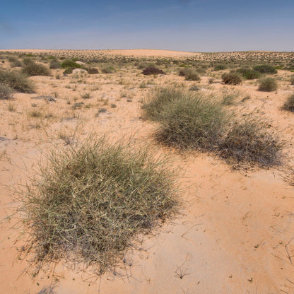 Panicum Turgidum Seeds, Taman Grass Afezu/Tuman/Thaman Drought-Tolerant Desert Grass Seeds