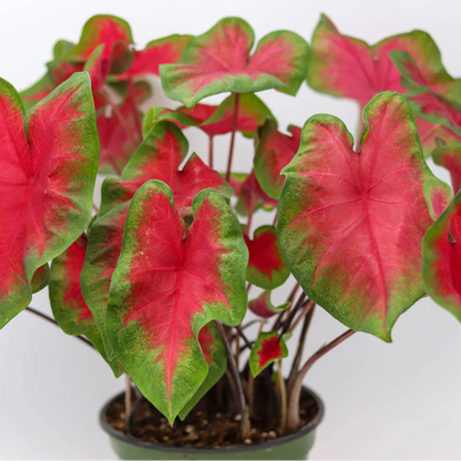 Caladium Bicolor ‘Red Flash’ – Decorative Foliage Plant Seeds