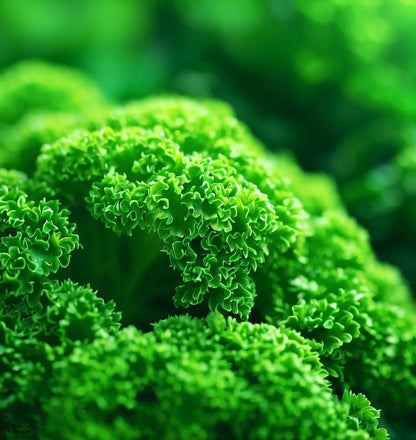 Parsley Moss Curled Petroselinum Crispum – Garden Herb Seeds