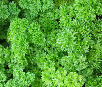 PARSLEY SEEDS MOSS CURLED Petroselinum crispum Herb Garden - Herb Seeds