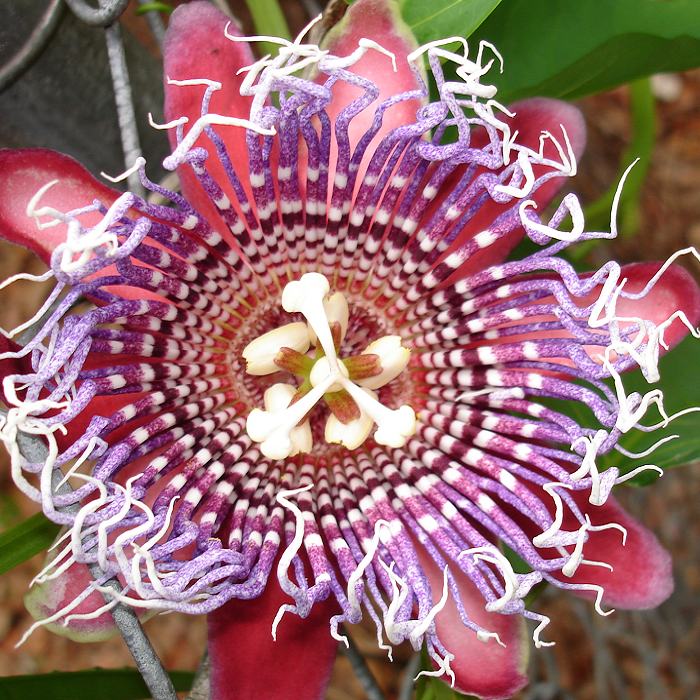 Passiflora quadrangularis Seeds – Giant Granadilla Passion Flower Vine, Tropical Climbing Plant