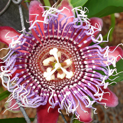 Passiflora quadrangularis Seeds – Giant Granadilla Passion Flower Vine, Tropical Climbing Plant