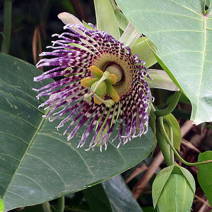 Passiflora edulis Seeds – Sweet Granadilla Passion Flower Seeds for Planting
